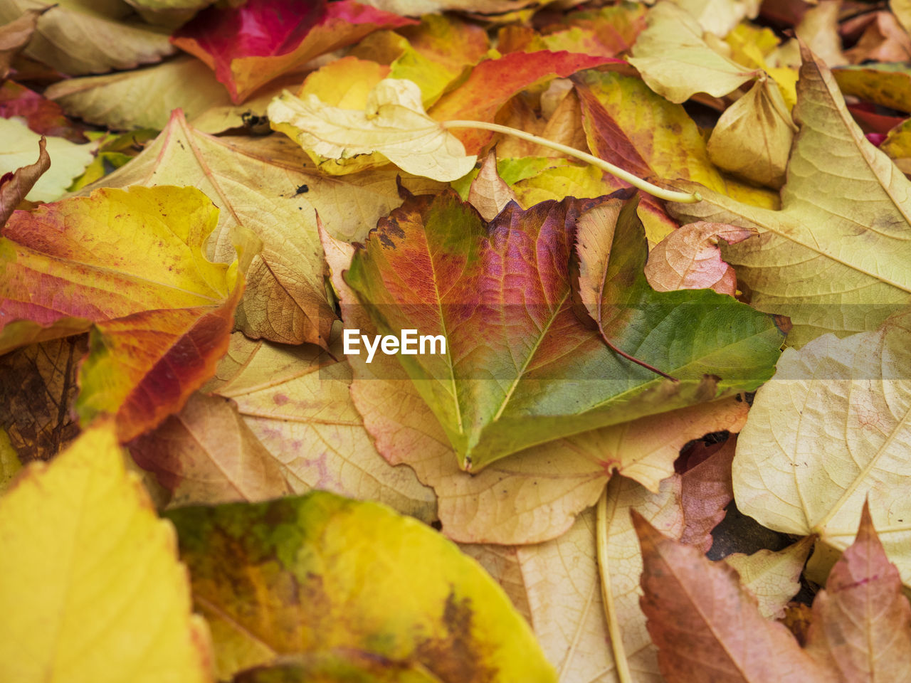 Close-up of yellow maple leaves