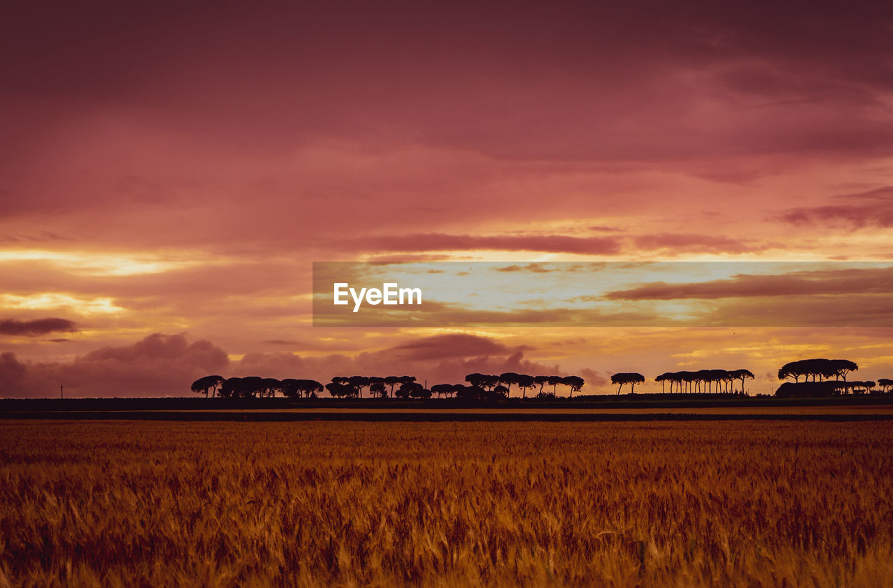 Scenic view of agricultural field against sky during sunset