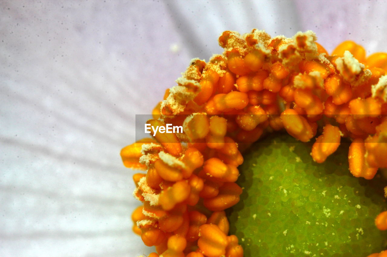 CLOSE-UP OF FOOD ON YELLOW