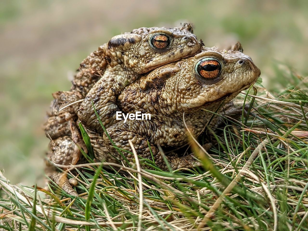 Close-up of frogs mating