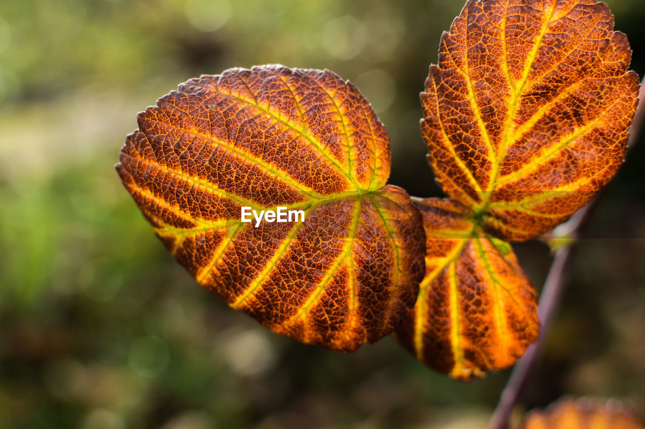 Close-up of plant