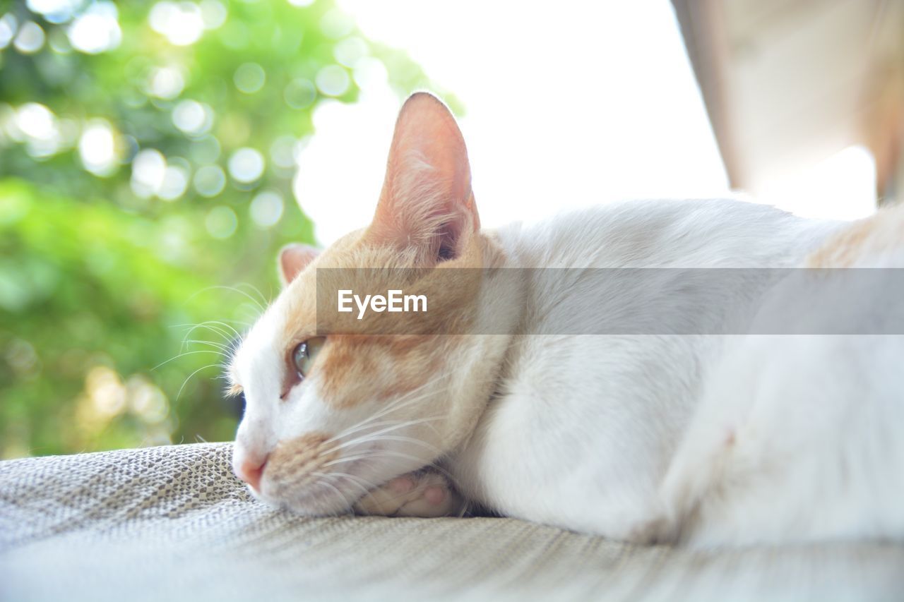 CLOSE-UP OF GINGER CAT RELAXING