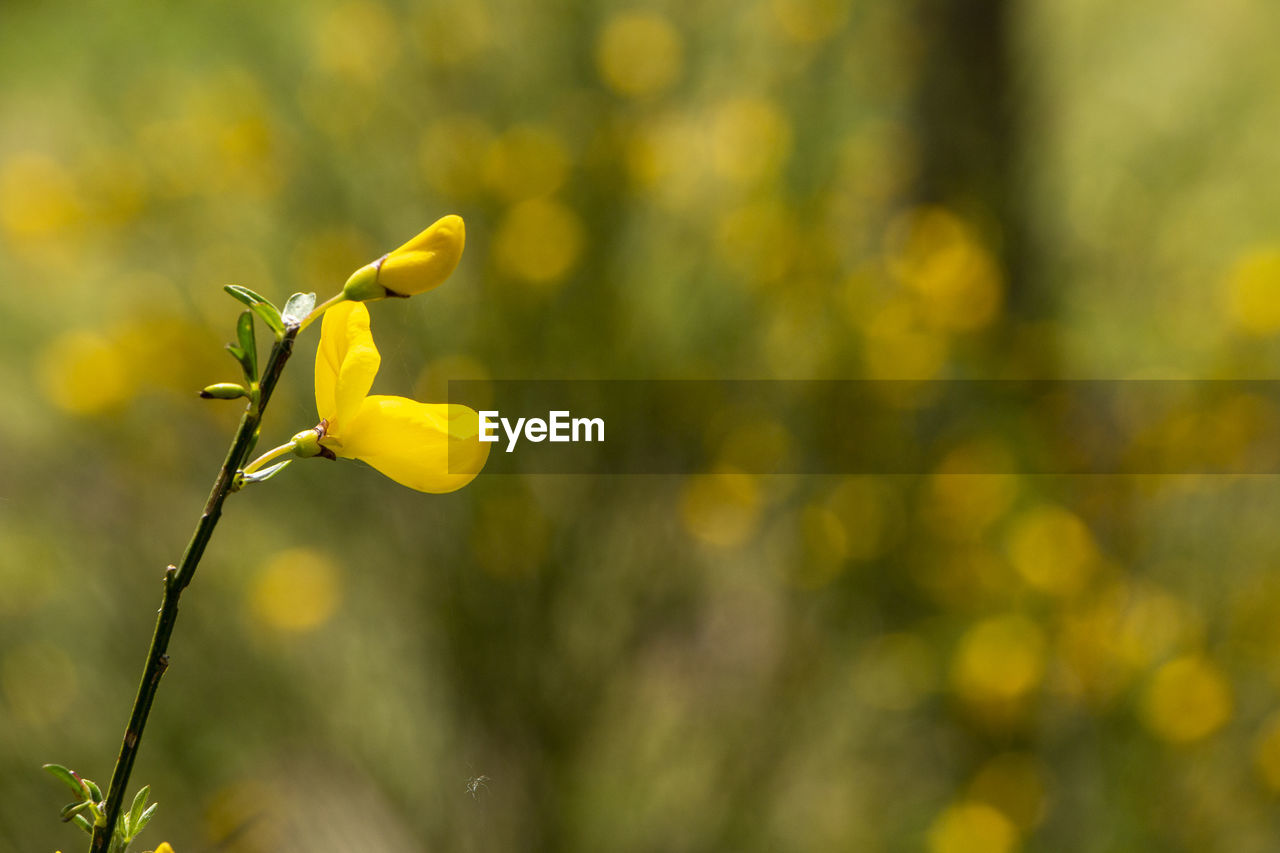 CLOSE-UP OF YELLOW FLOWERING PLANT AGAINST BLURRED BACKGROUND