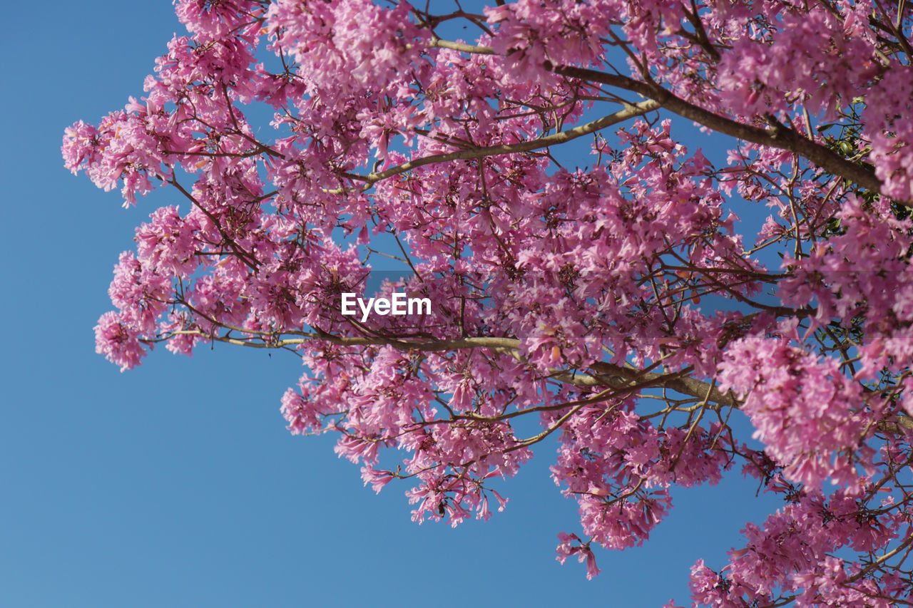 Low angle view of cherry blossoms against clear blue sky. lapacho tree pink flowers