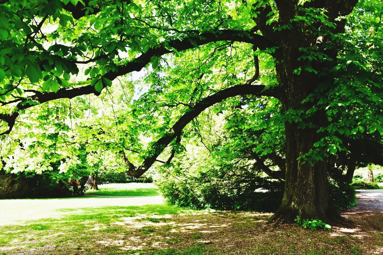 TREE ON LANDSCAPE