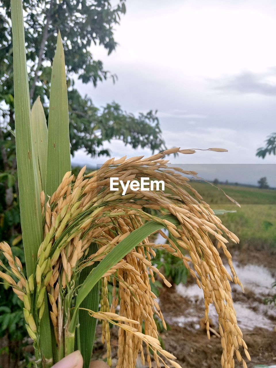 CLOSE-UP OF CORN FIELD
