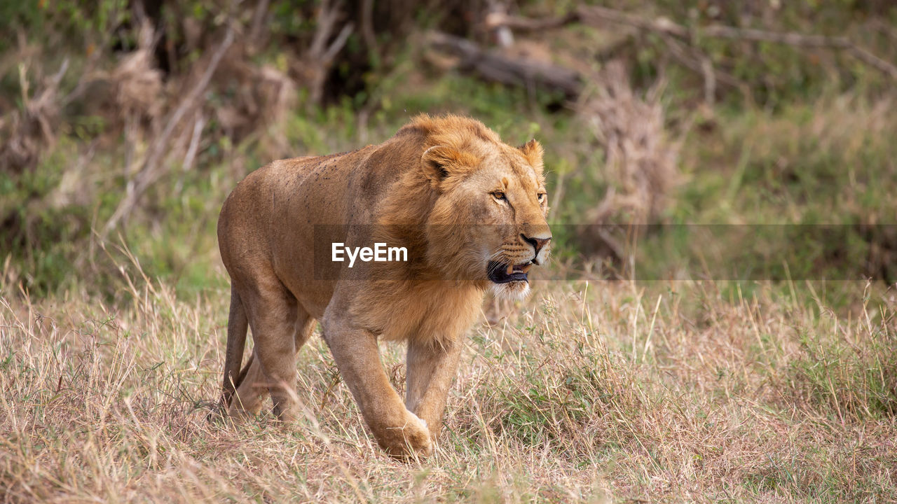 Lion in forest