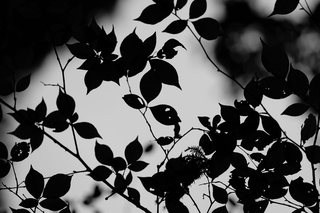 View of silhouetted leaves on tree