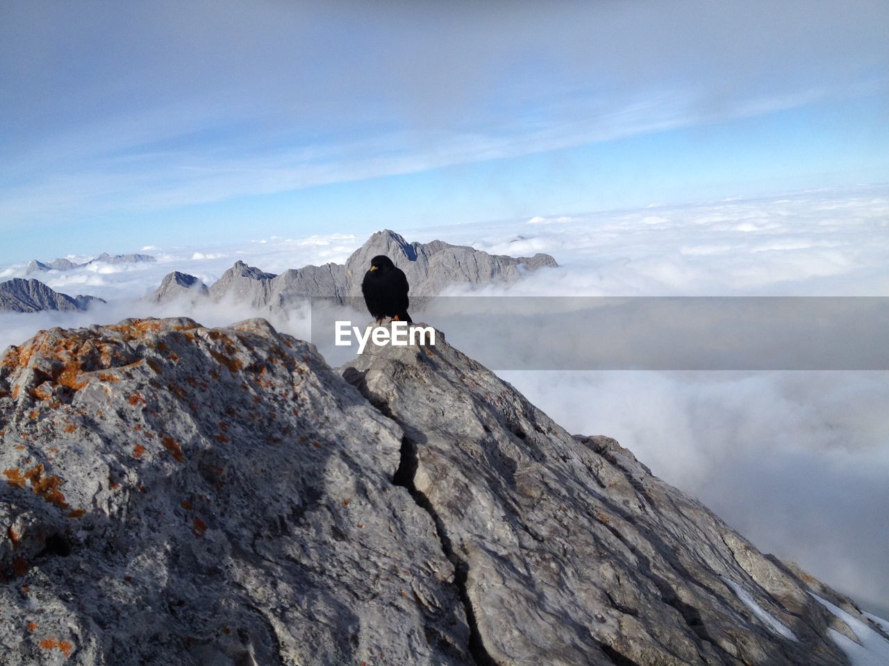 Black bird on mountain peak