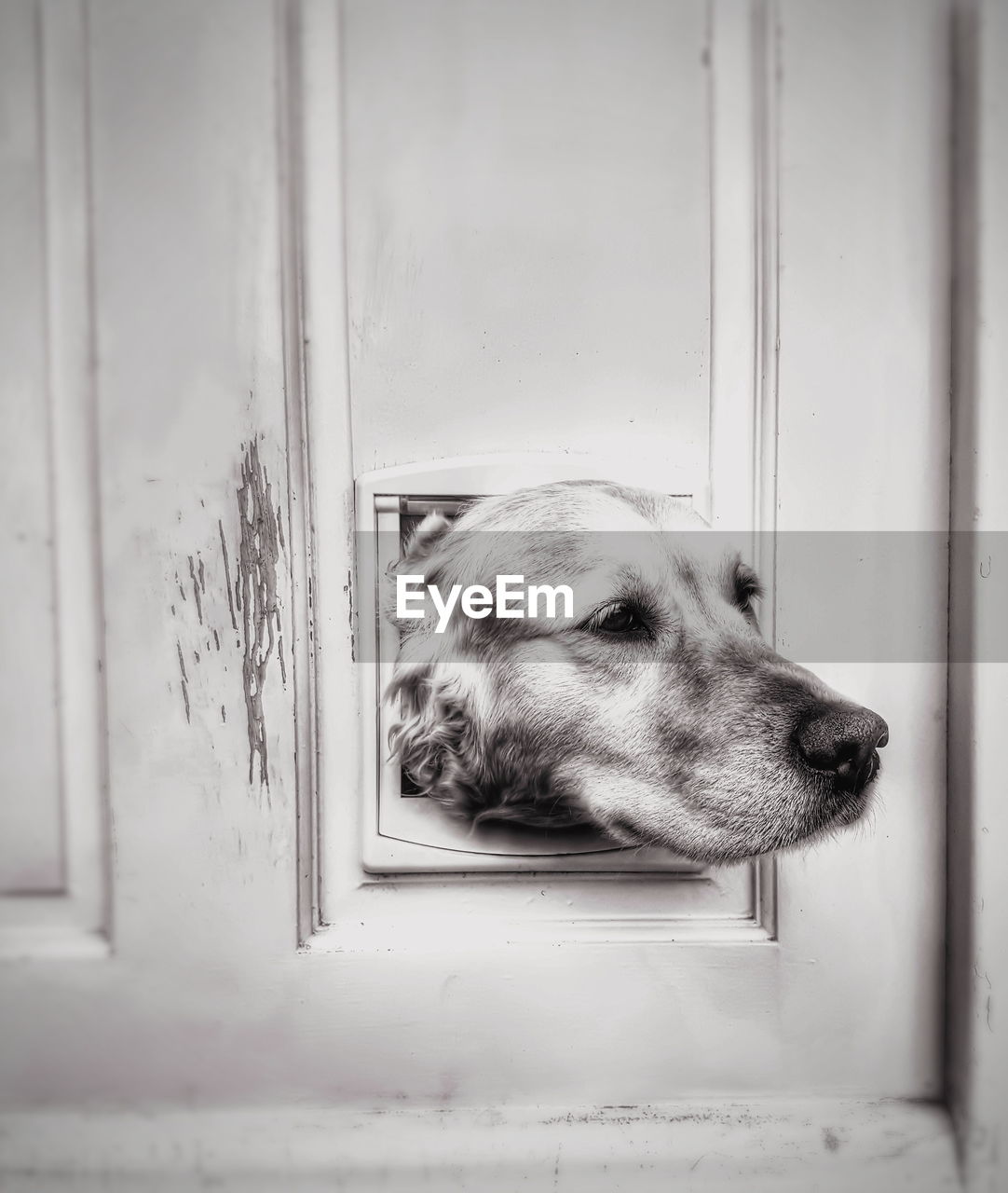 Dog stuck in cat flap