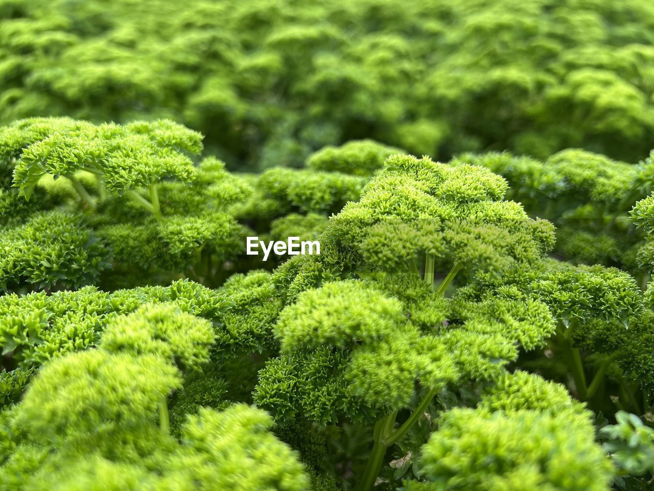 Full frame shot of green leaves, parsley field