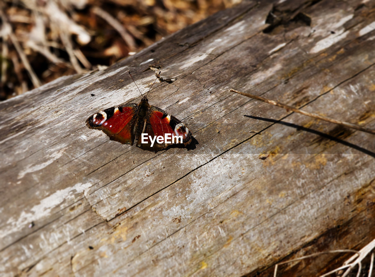 HIGH ANGLE VIEW OF MOTH ON WOOD