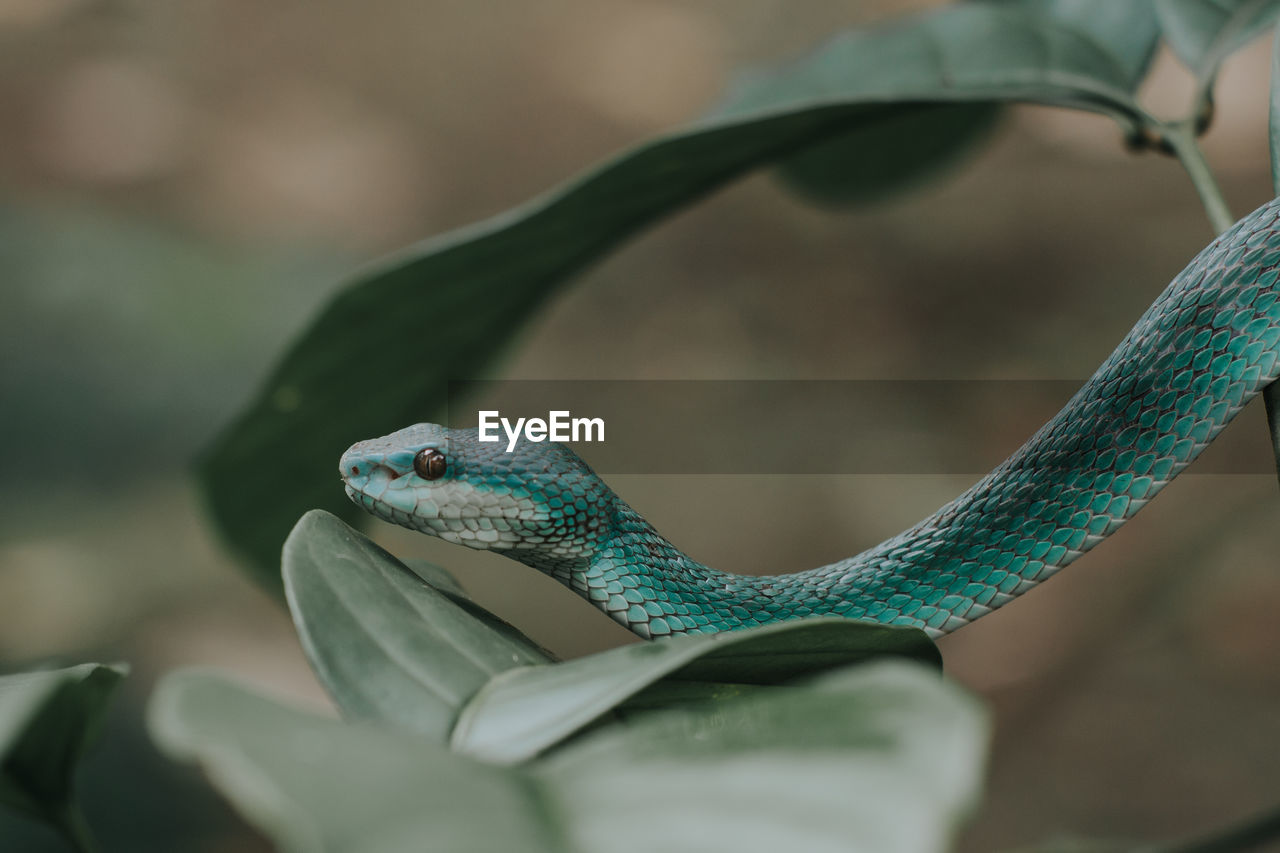 Close-up of lizard