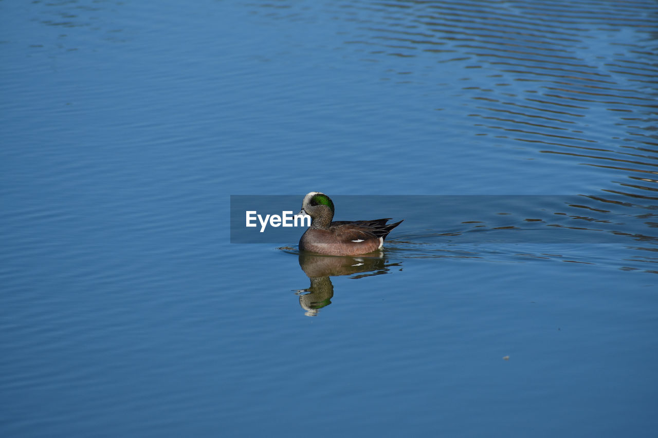 BIRD SWIMMING ON WATER