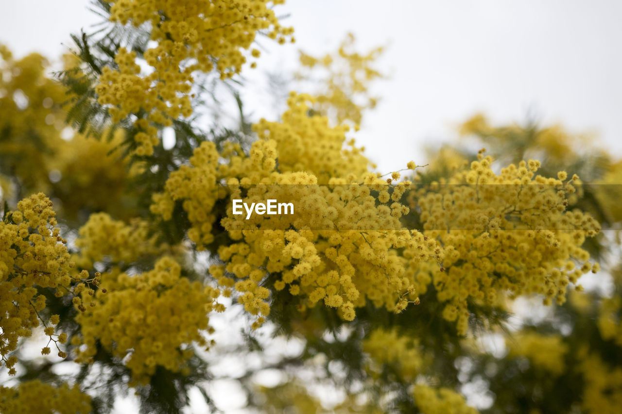 Low angle view of yellow flowering plant