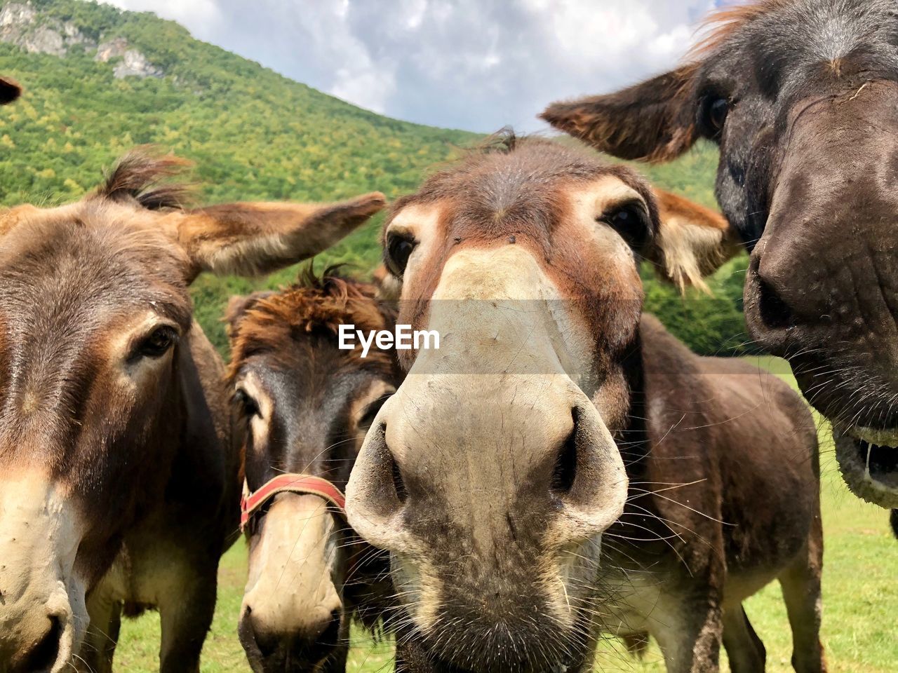 Donkeys  in a field