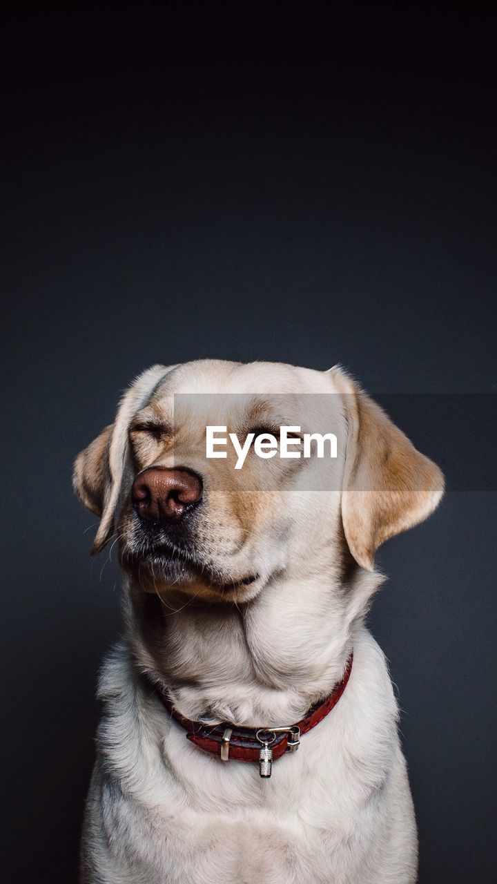 Close-up of dog with eyes closed against gray background