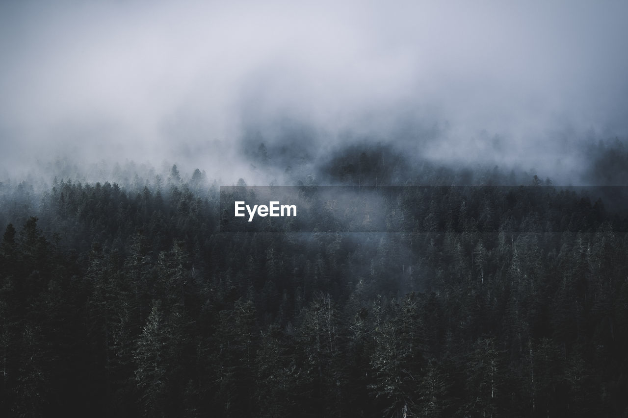 Pine trees in forest during foggy weather
