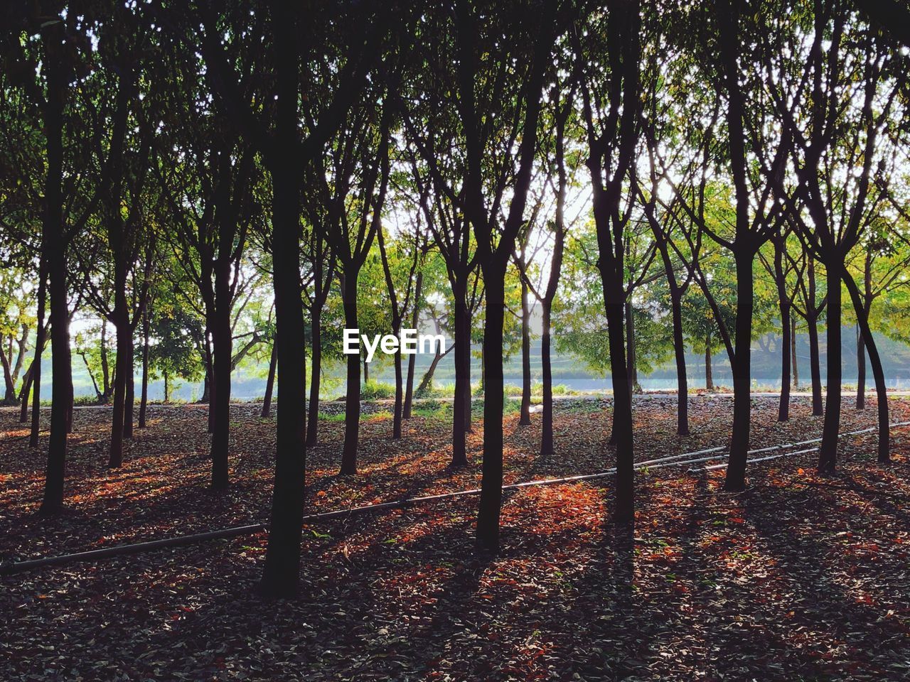 TREES GROWING ON FIELD AGAINST SKY