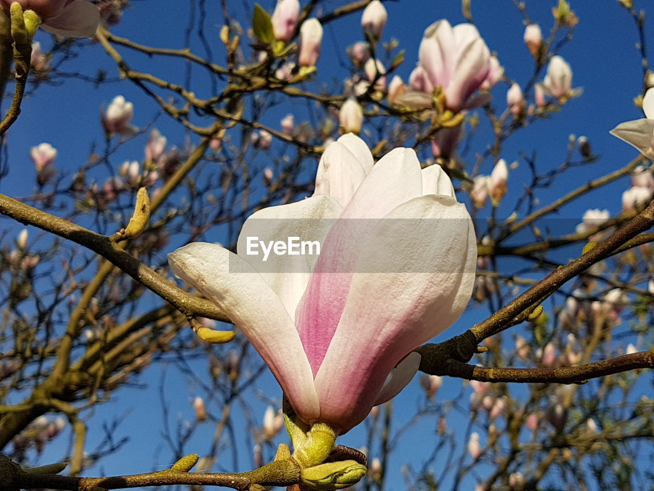 Low angle view of pink flowering tree