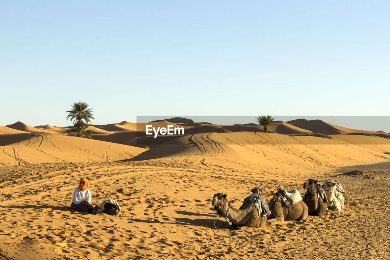 Person sitting by camels on desert against clear sky