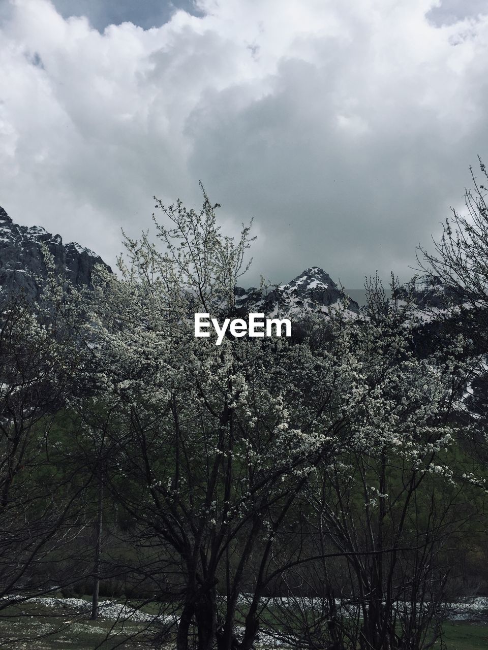 CHERRY BLOSSOMS AGAINST SKY