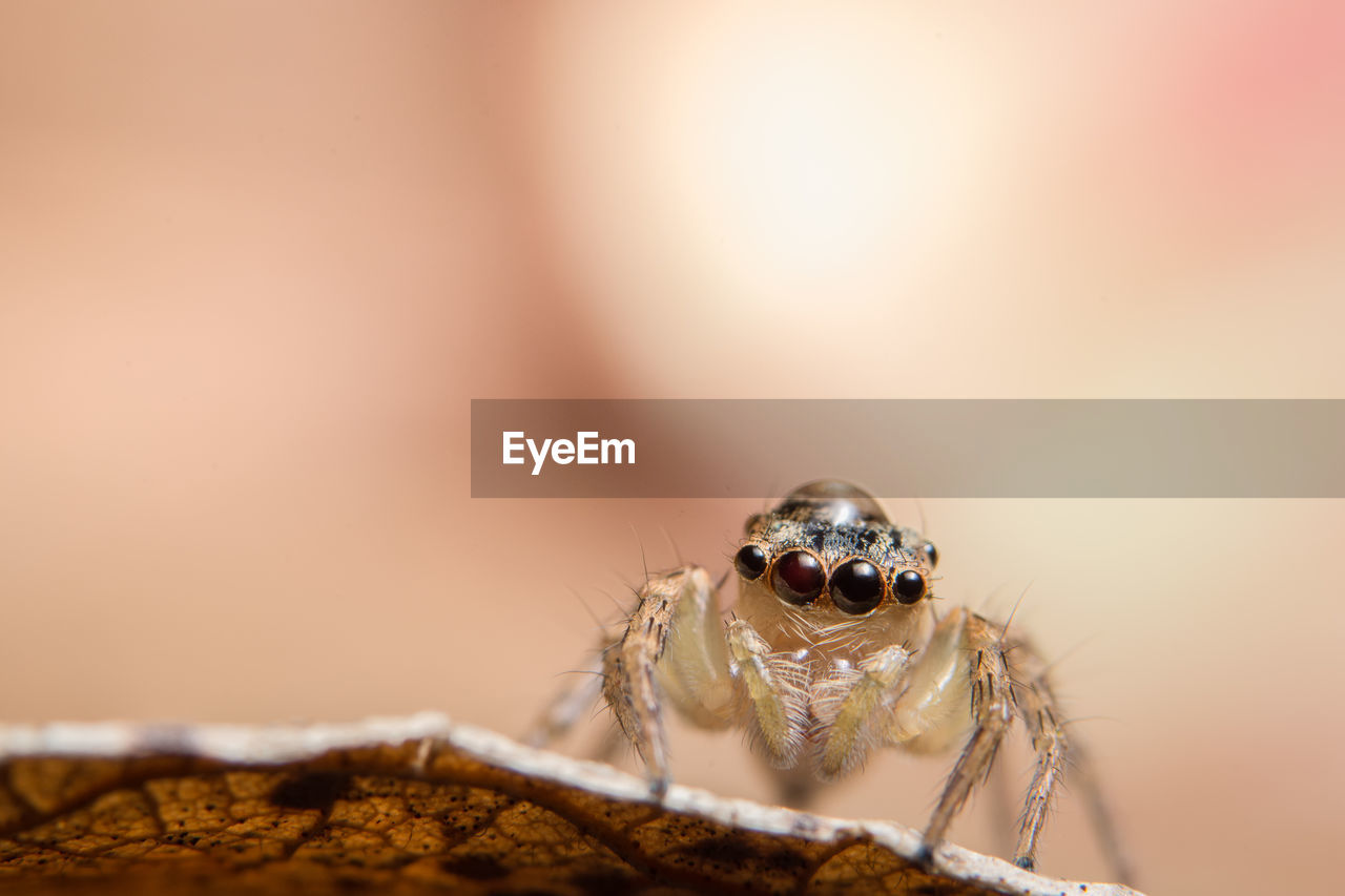 Extreme close-up of jumping spider on leaf