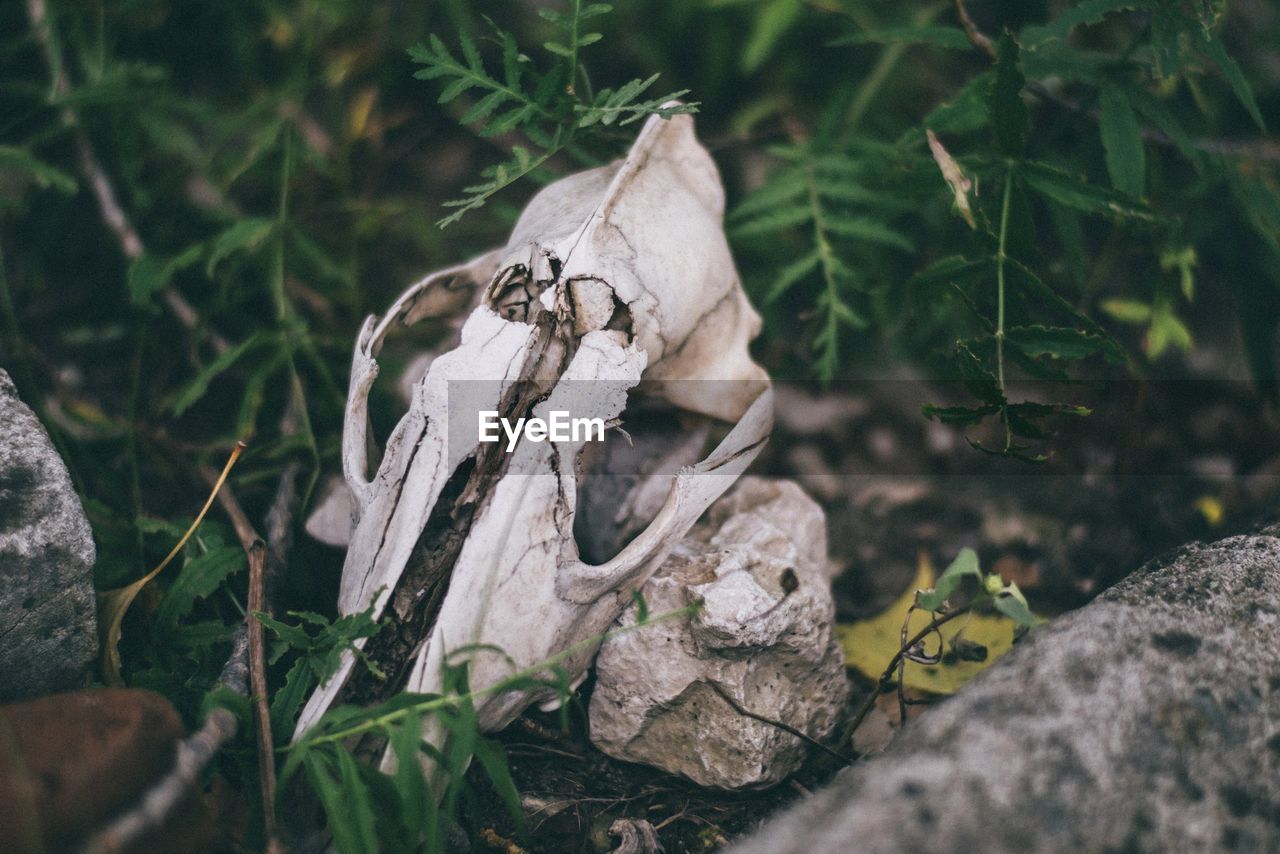 High angle view of stone on grass