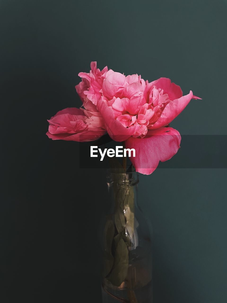 Close-up of pink flower in vase against black background