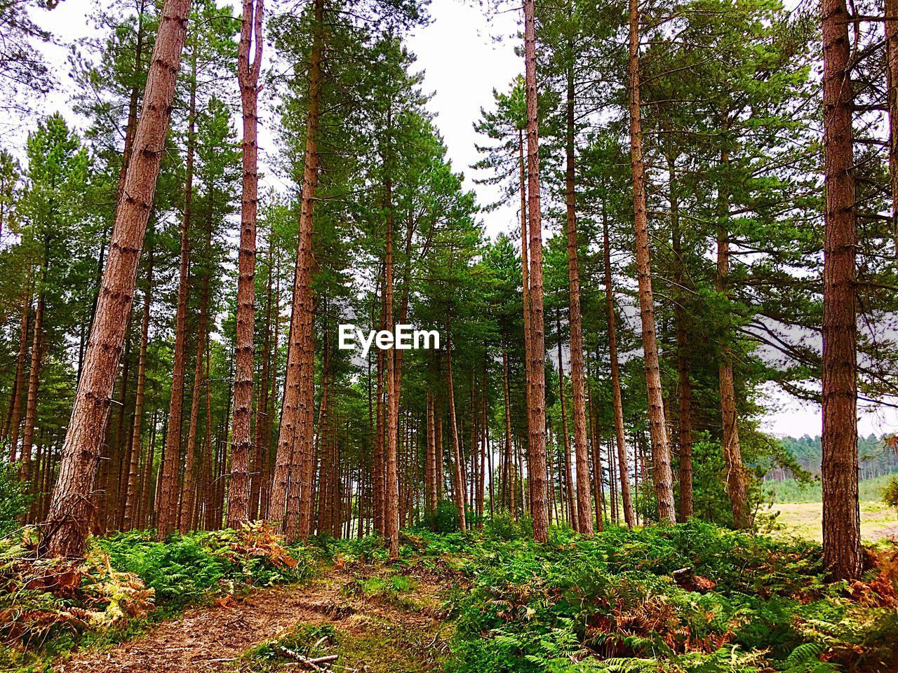 LOW ANGLE VIEW OF BAMBOO FOREST