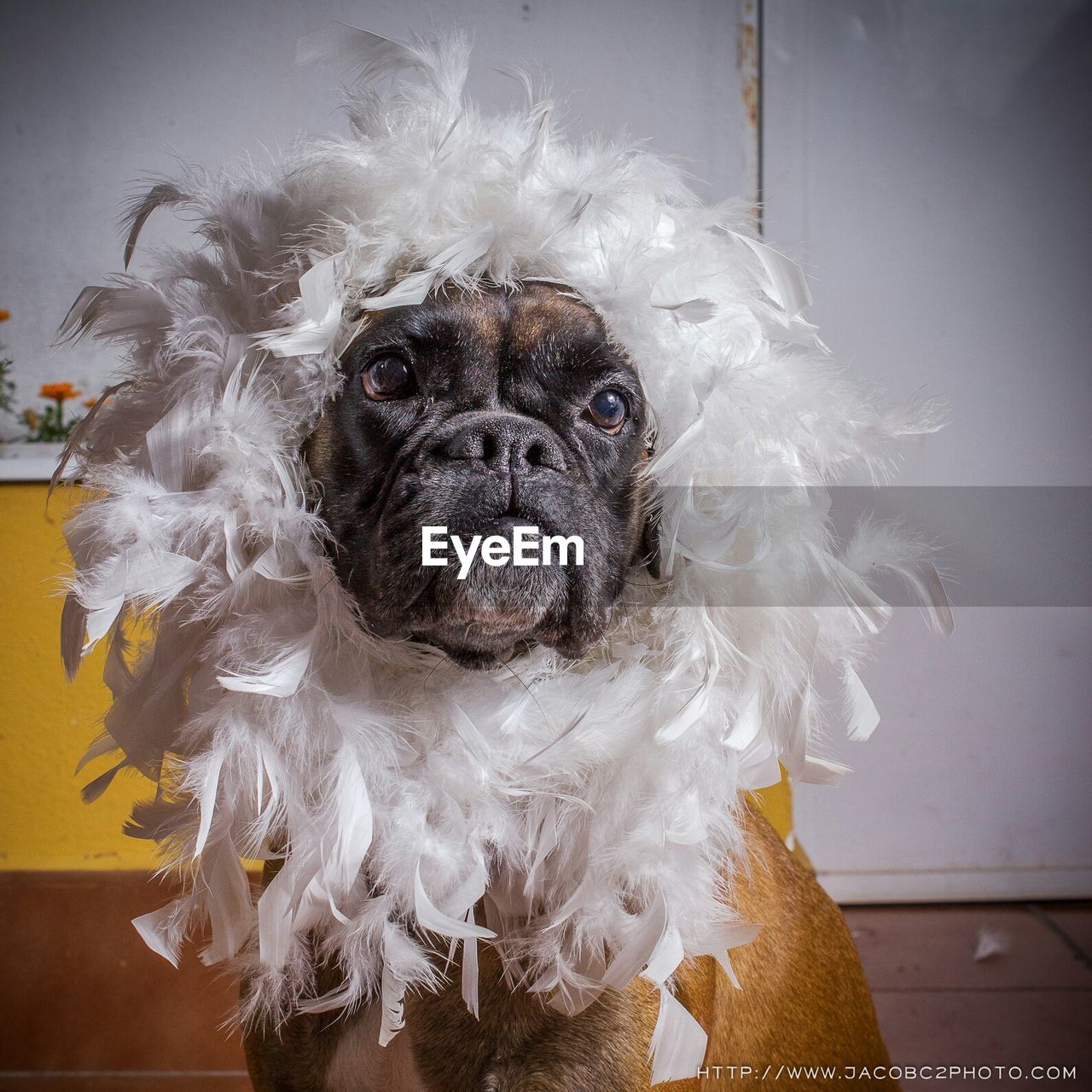 Dog with feather boa at home