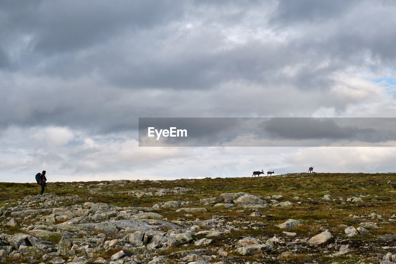 Scenic view of woman looking at  reindeer in the mountais