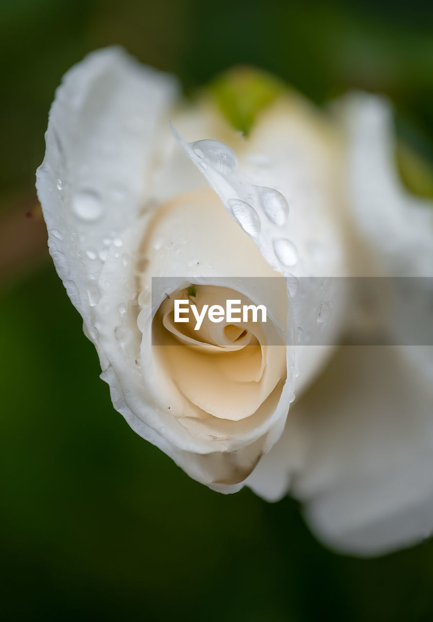 flower, close-up, white, flowering plant, plant, macro photography, petal, rose, yellow, beauty in nature, freshness, nature, drop, flower head, no people, water, inflorescence, blossom, green, fragility, wet, wedding, outdoors, plant stem, focus on foreground, bouquet, selective focus