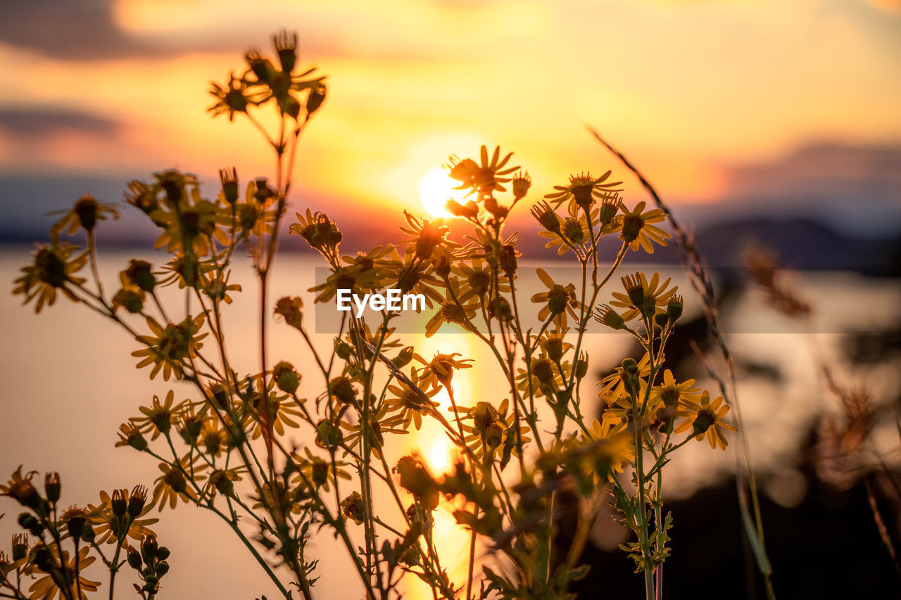 sunset, sky, plant, nature, beauty in nature, sunlight, sun, landscape, cloud, land, environment, scenics - nature, twilight, tranquility, yellow, flower, dramatic sky, silhouette, water, no people, dusk, back lit, flowering plant, travel destinations, multi colored, summer, focus on foreground, sea, evening, romantic sky, tranquil scene, outdoors, travel, tree, freshness, idyllic, rural scene, leaf, grass, field, gold, orange color, non-urban scene, vibrant color, food, plant part, close-up, tourism, growth, food and drink, sunbeam, tropical climate, backgrounds, social issues, atmospheric mood, macro photography, agriculture, cloudscape, igniting, horizon, urban skyline, light - natural phenomenon, holiday, branch