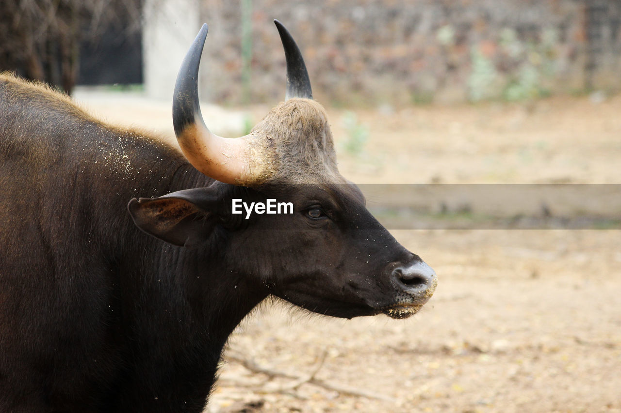 Close-up shot of  wild gaur 