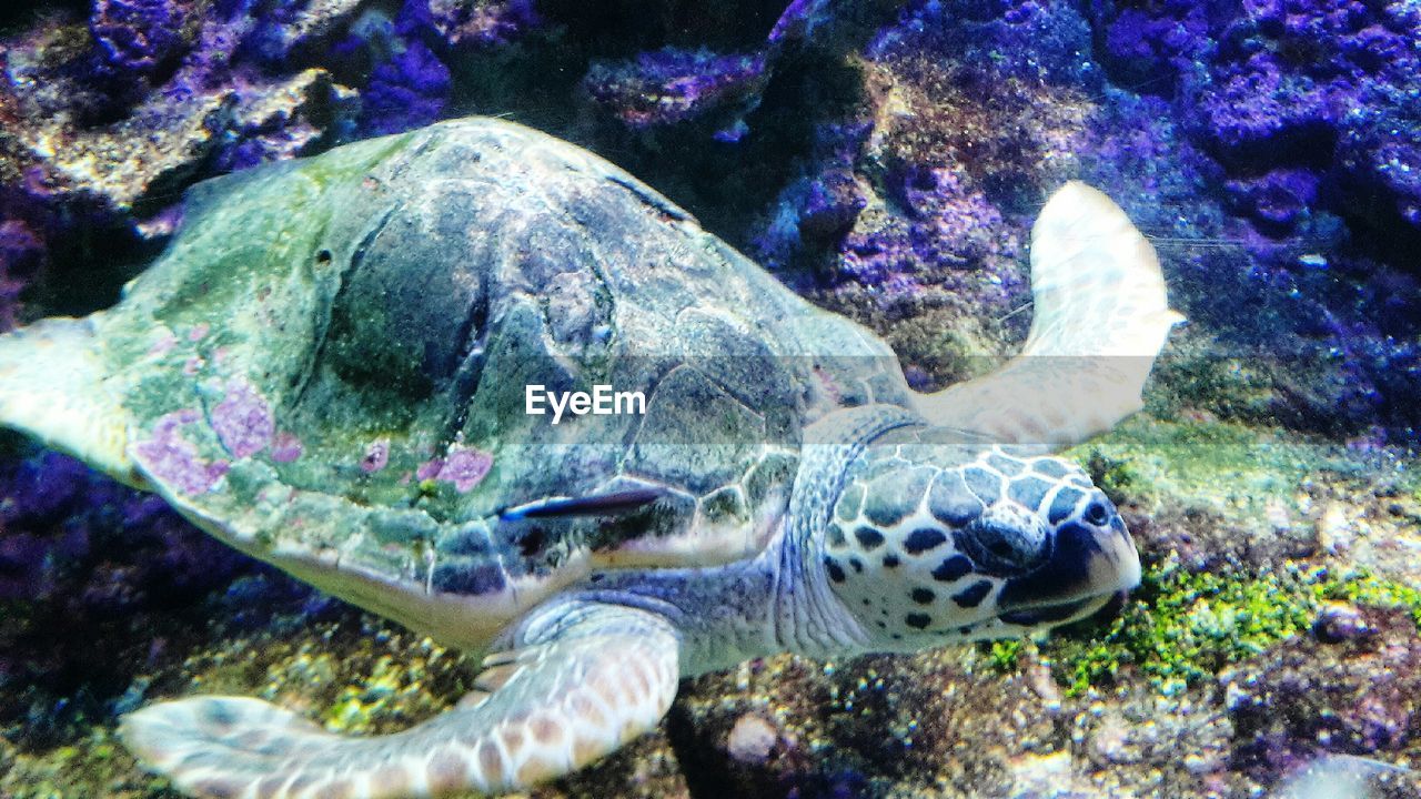CLOSE-UP OF TURTLE SWIMMING