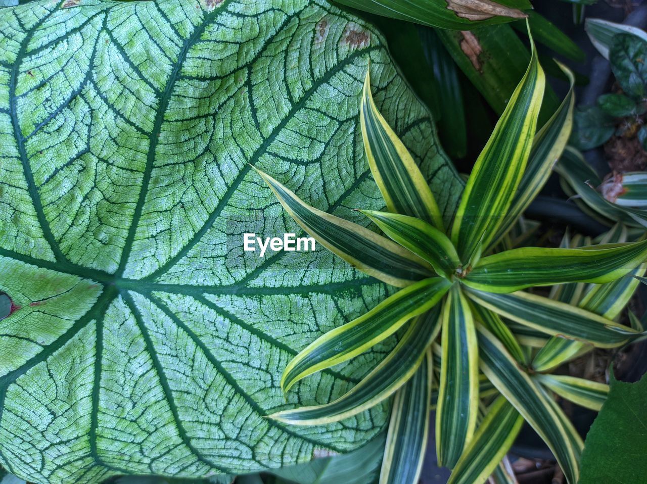 leaf, plant part, green, plant, growth, nature, no people, beauty in nature, flower, close-up, day, outdoors, full frame, freshness, backgrounds, leaf vein, high angle view, pattern