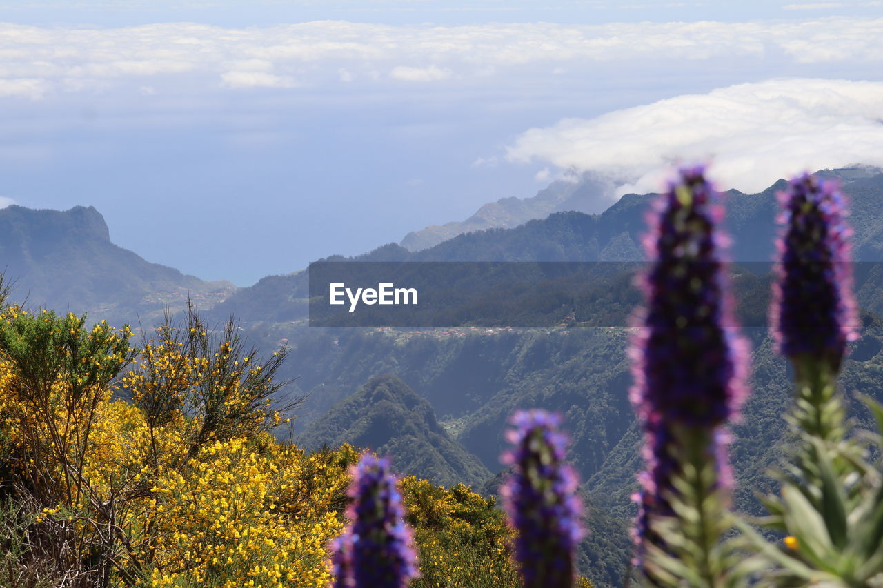 panoramic view of plants on mountain against sky