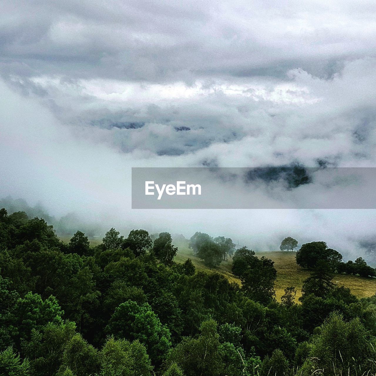 SCENIC VIEW OF TREES AGAINST SKY IN FOREST