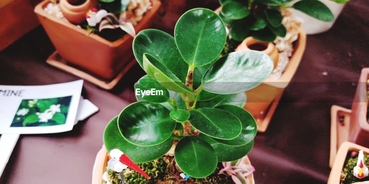 HIGH ANGLE VIEW OF FRESH POTTED PLANTS ON TABLE