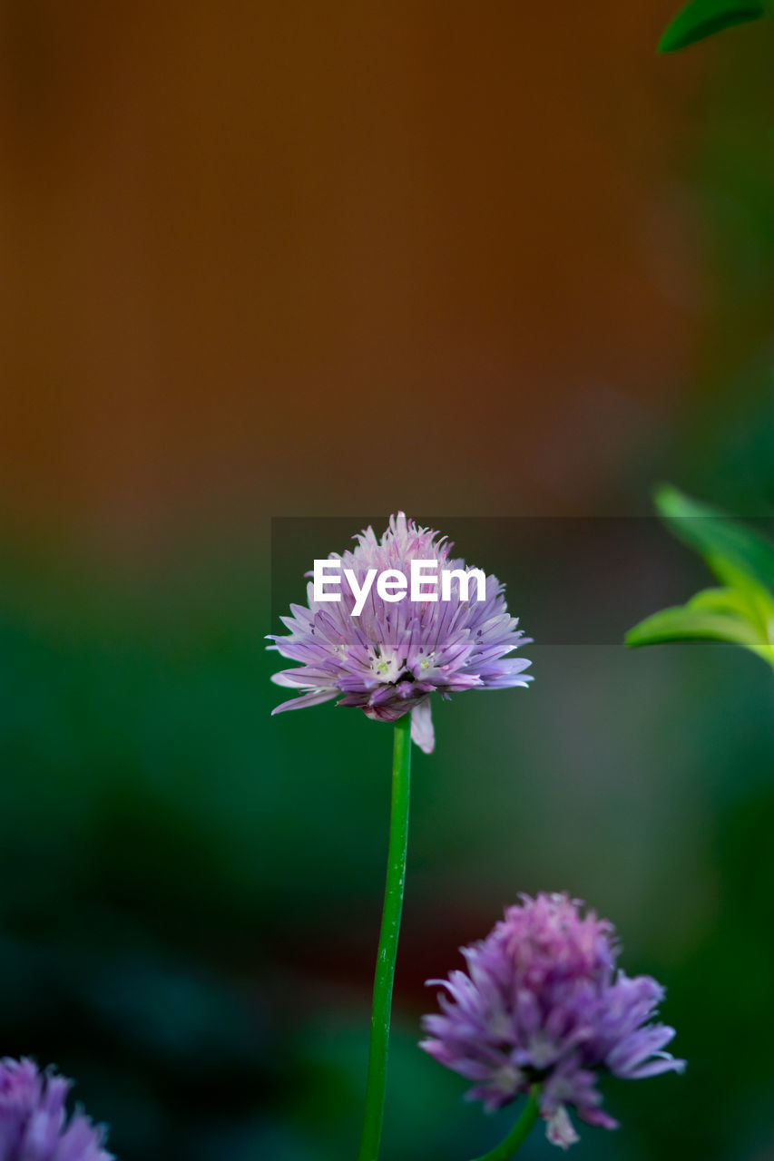 CLOSE-UP OF PURPLE FLOWER PLANT