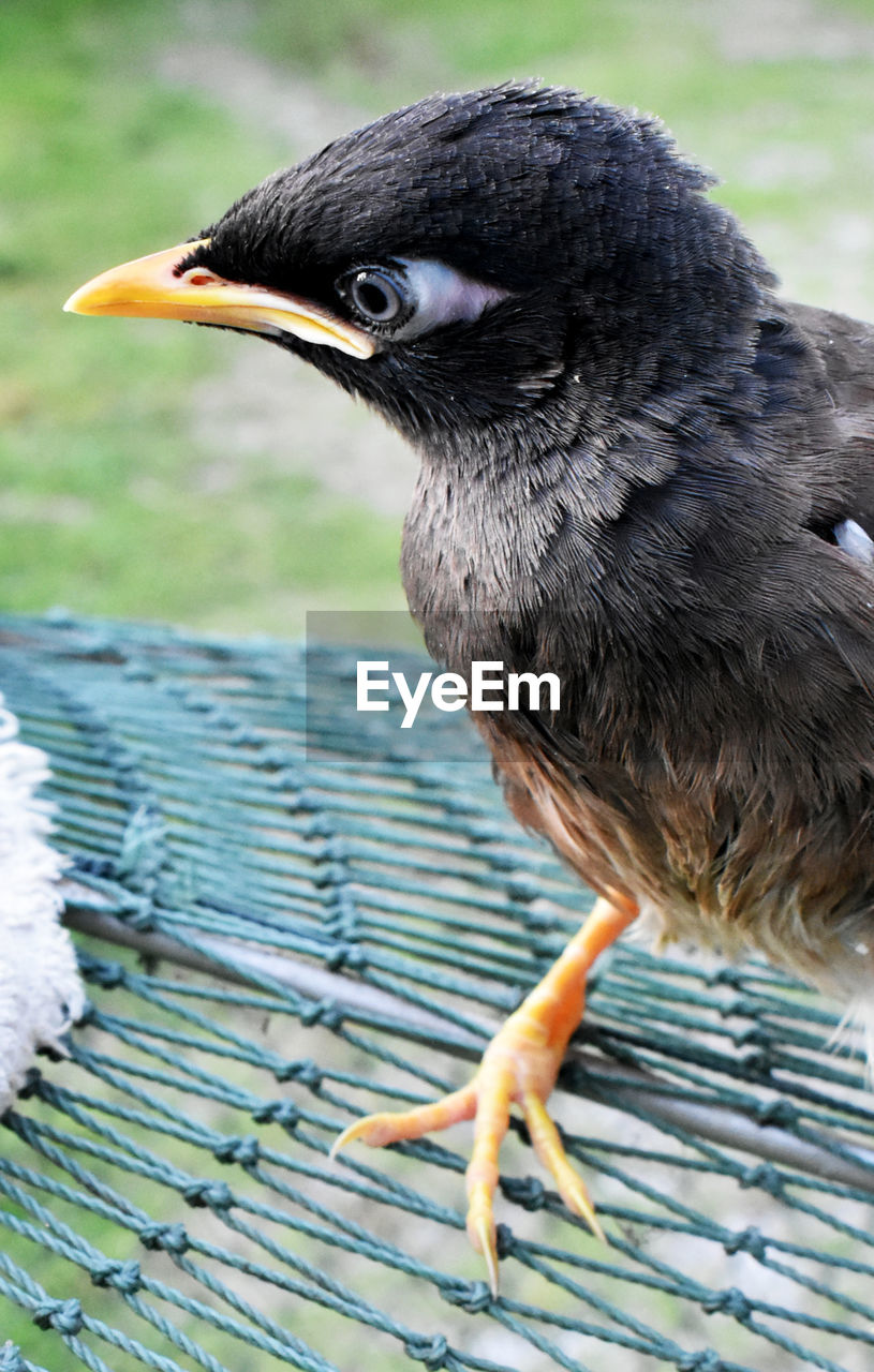 CLOSE-UP OF BIRD PERCHING ON A DUCK