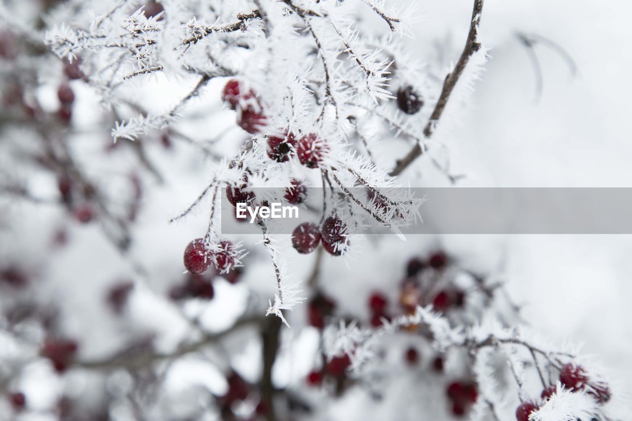 Close-up of snow covered plant and frosted di berries 