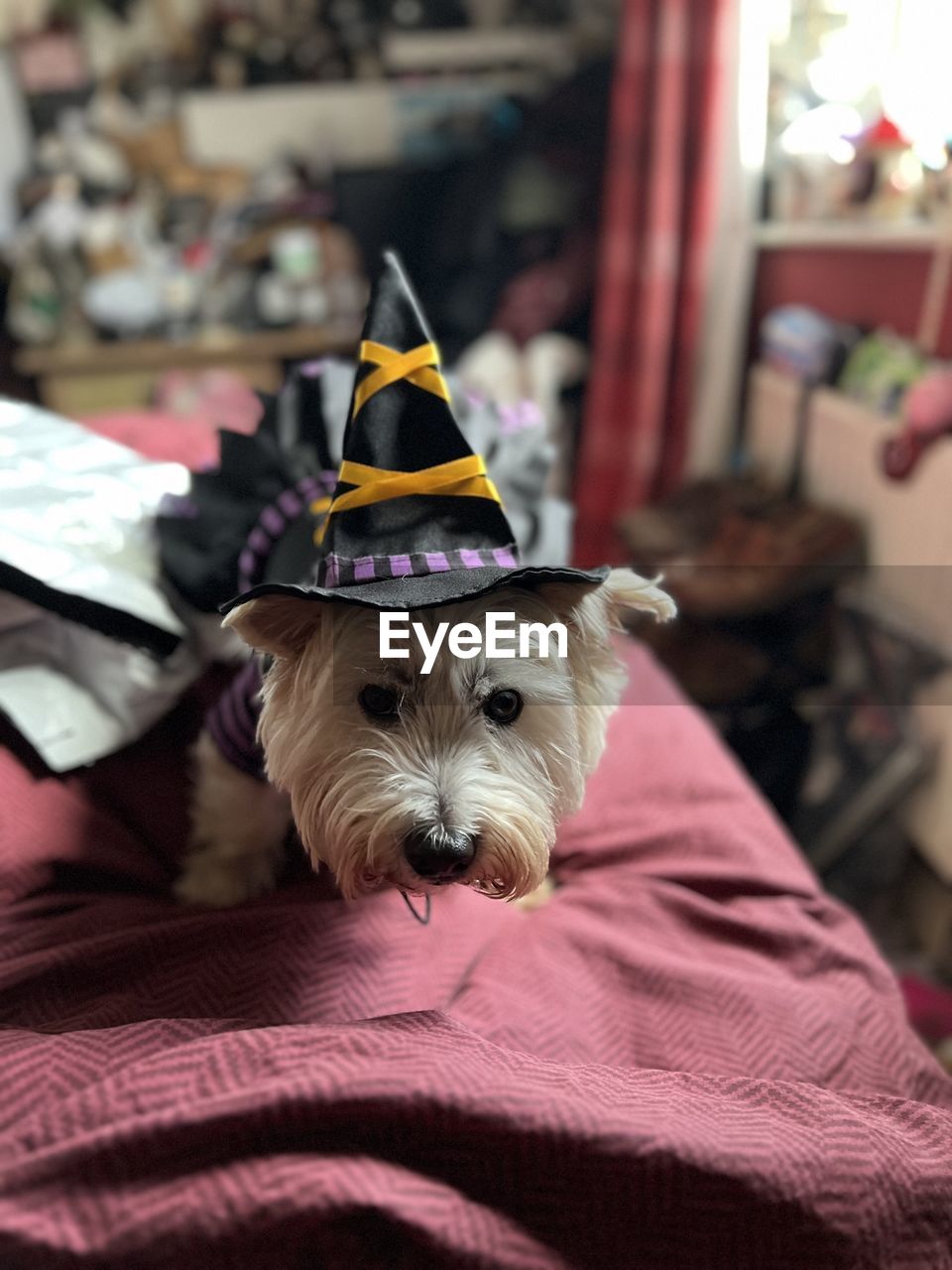 West highland terrier in halloween costume 