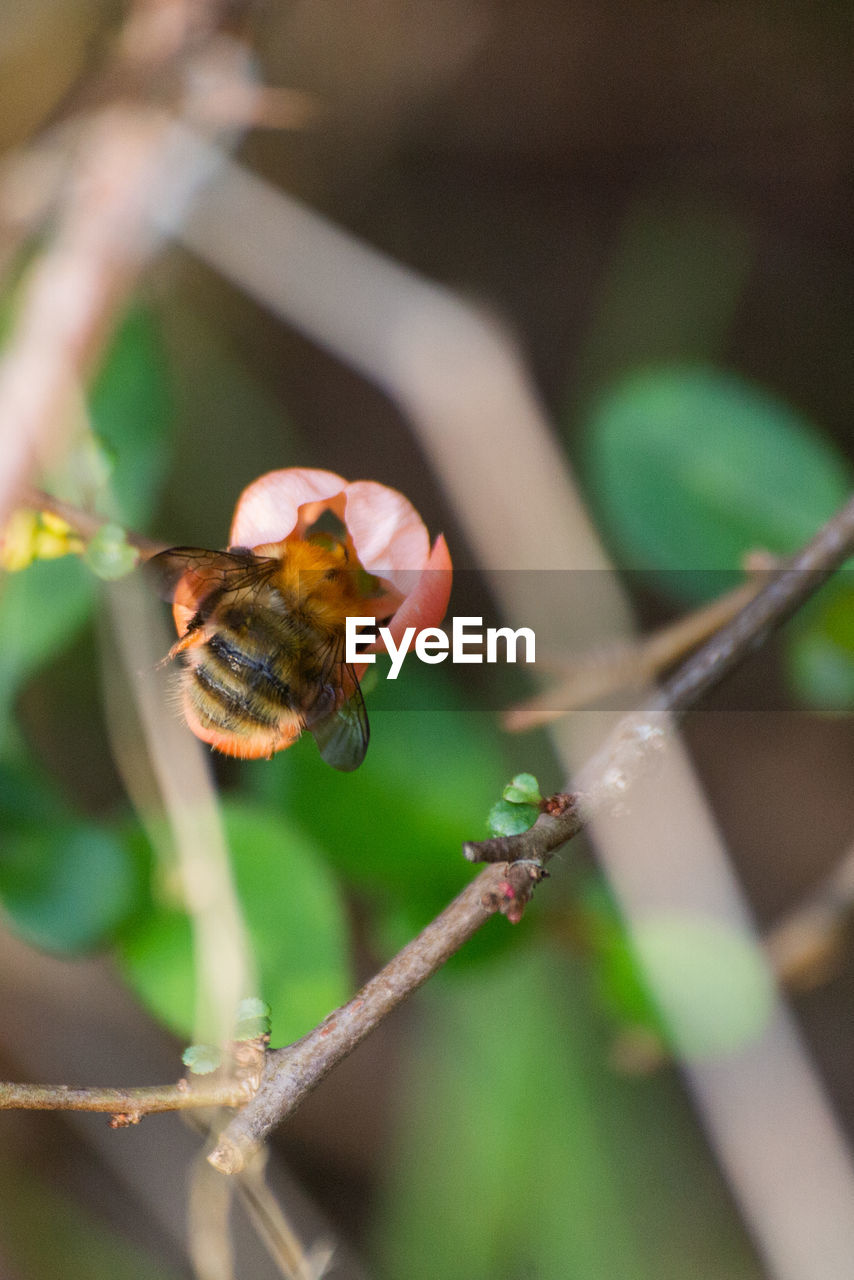 CLOSE-UP OF HONEY BEE POLLINATING ON FLOWER