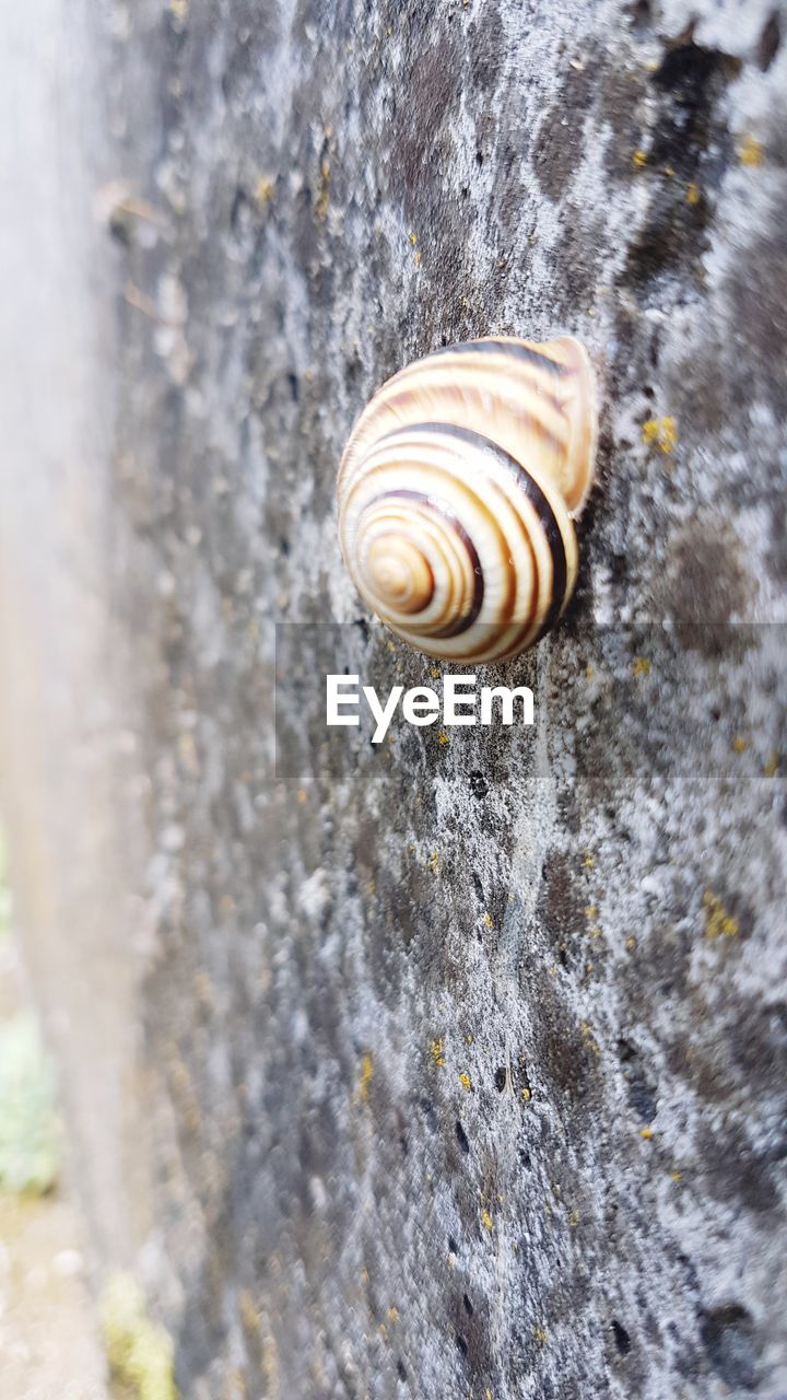 CLOSE-UP OF SNAIL