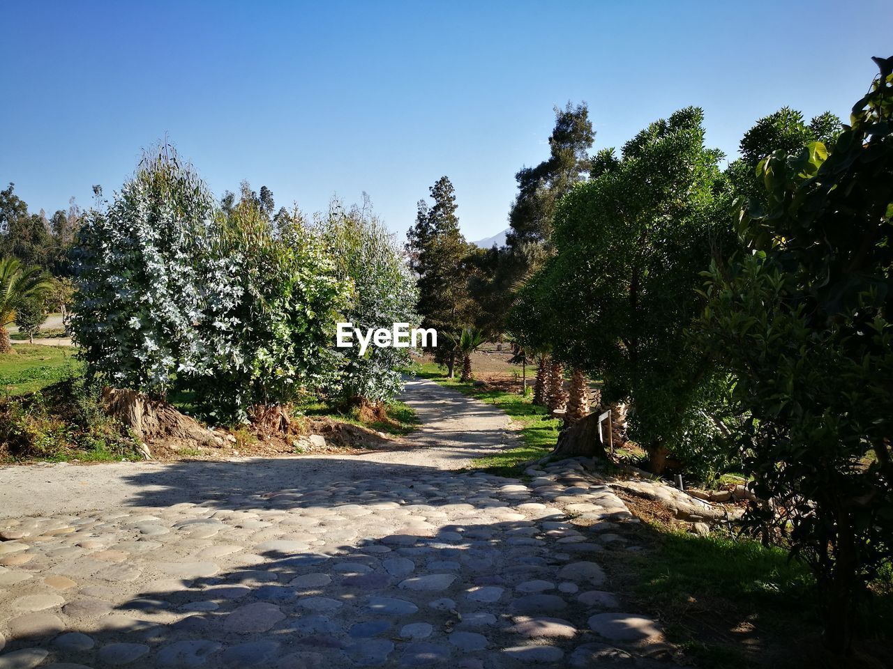 VIEW OF TREES ON FOOTPATH