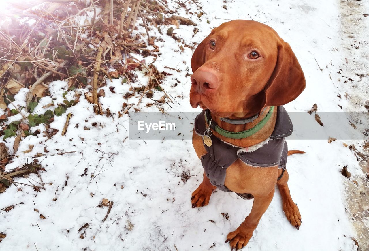 HIGH ANGLE VIEW OF DOG STANDING ON SNOW FIELD