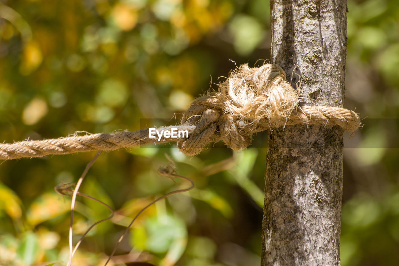 Close-up of rope tied up on tree trunk