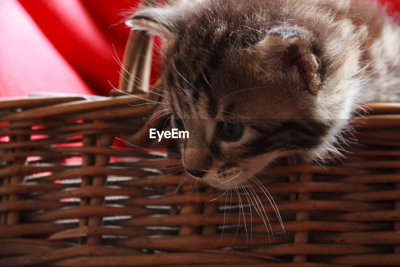 Close-up of kitten with wicker basket
